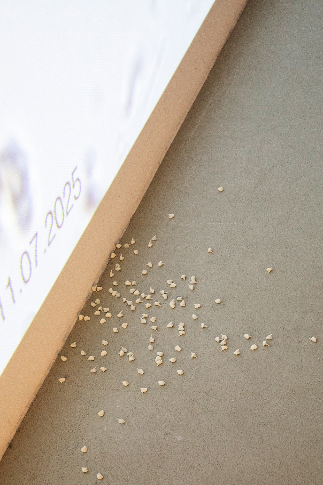 Omniscient matter (2026), Julia Karla, 15 February 2026. Photo: Marie-Theres Böhmker.